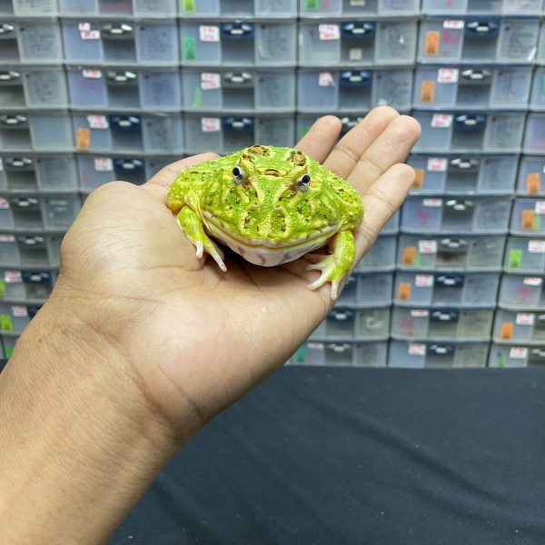 G-31 | PACMAN GREEN 4 SPOT PATTERNLESS - REMAJA BETINA - Image 2
