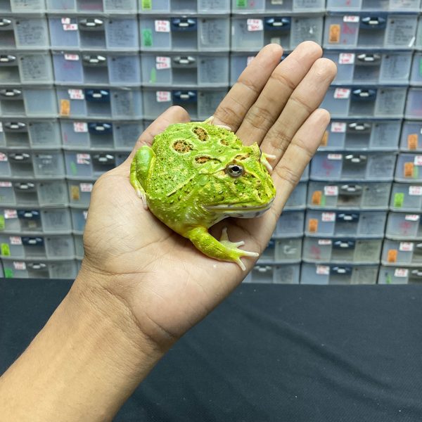 G-31 | PACMAN GREEN 4 SPOT PATTERNLESS - REMAJA BETINA - Image 3