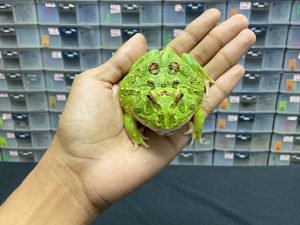 G-33 | PACMAN GREEN 4 SPOT PATTERNLESS - REMAJA BETINA