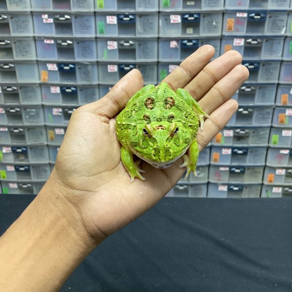 G-33 | PACMAN GREEN 4 SPOT PATTERNLESS - REMAJA BETINA