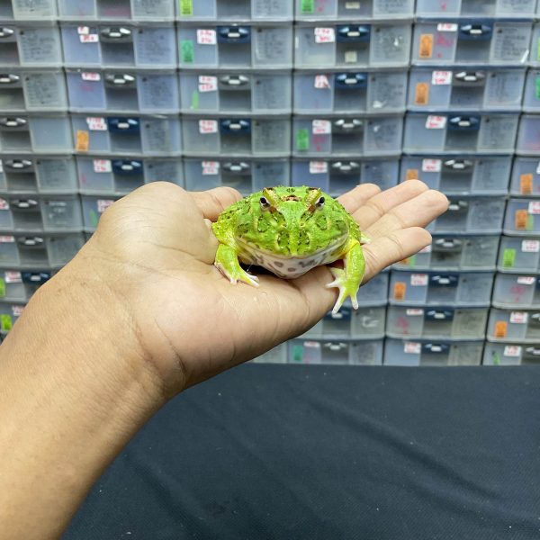 G-33 | PACMAN GREEN 4 SPOT PATTERNLESS - REMAJA BETINA - Image 2