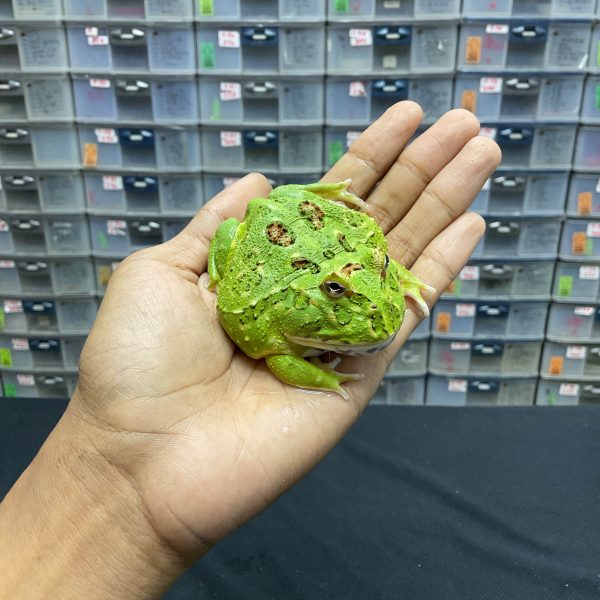 G-33 | PACMAN GREEN 4 SPOT PATTERNLESS - REMAJA BETINA - Image 3