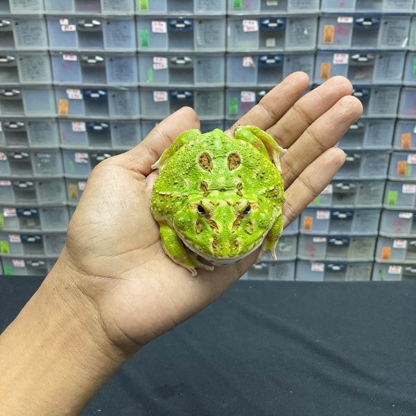 G-34 | PACMAN GREEN 4 SPOT PATTERNLESS - REMAJA BETINA