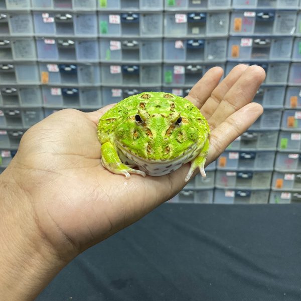 G-34 | PACMAN GREEN 4 SPOT PATTERNLESS - REMAJA BETINA - Image 2