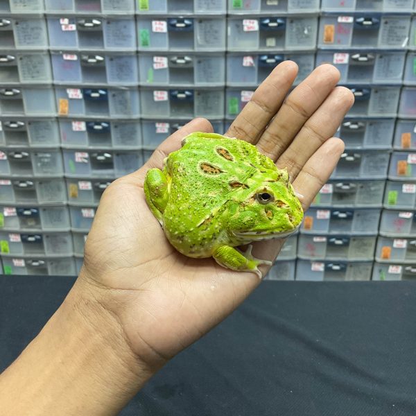 G-34 | PACMAN GREEN 4 SPOT PATTERNLESS - REMAJA BETINA - Image 3