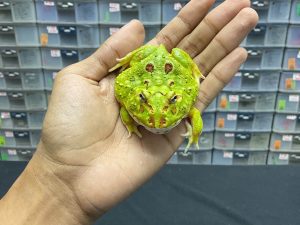 G-35 | PACMAN GREEN 4 SPOT PATTERNLESS - REMAJA BETINA