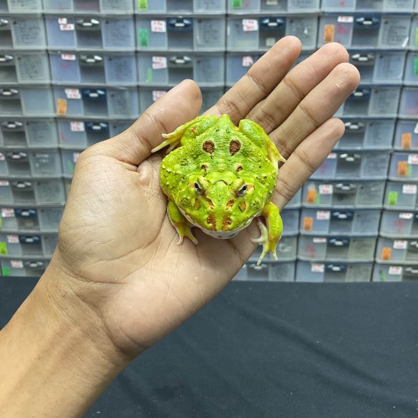G-35 | PACMAN GREEN 4 SPOT PATTERNLESS - REMAJA BETINA