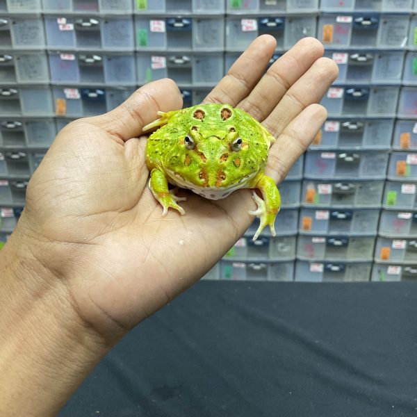 G-35 | PACMAN GREEN 4 SPOT PATTERNLESS - REMAJA BETINA - Image 2