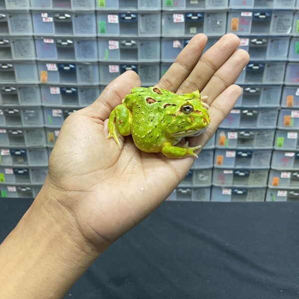 G-35 | PACMAN GREEN 4 SPOT PATTERNLESS - REMAJA BETINA - Image 3