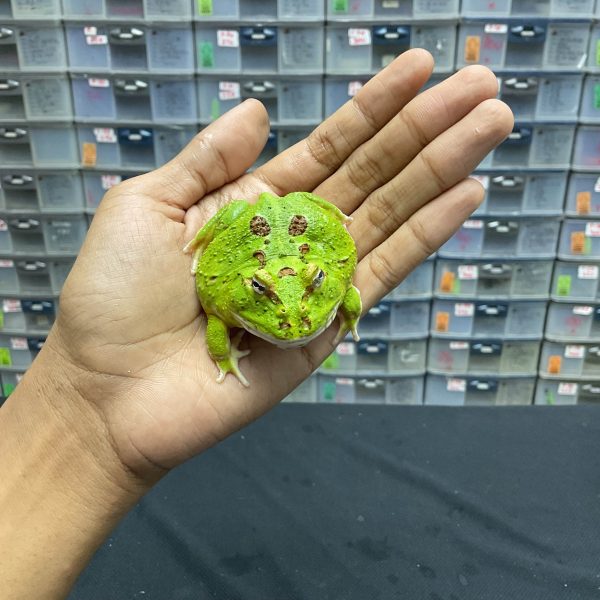 G-36 | PACMAN GREEN 4 SPOT PATTERNLESS - REMAJA BETINA