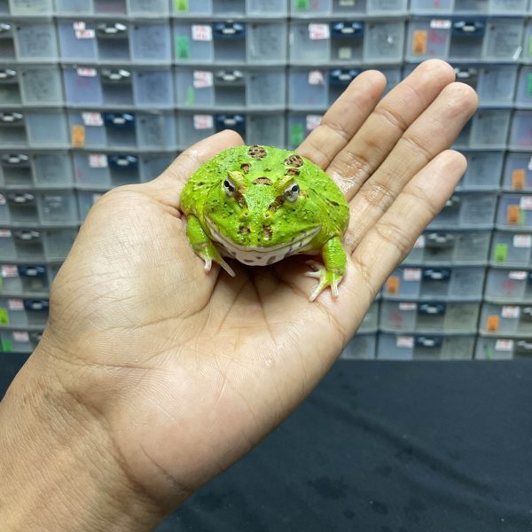 G-36 | PACMAN GREEN 4 SPOT PATTERNLESS - REMAJA BETINA - Image 2