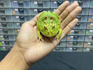 G-37 | PACMAN GREEN 4 SPOT PATTERNLESS - REMAJA BETINA