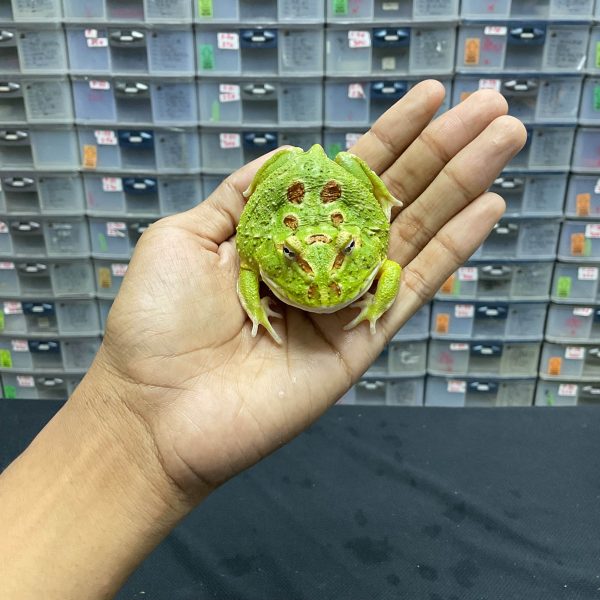 G-37 | PACMAN GREEN 4 SPOT PATTERNLESS - REMAJA BETINA