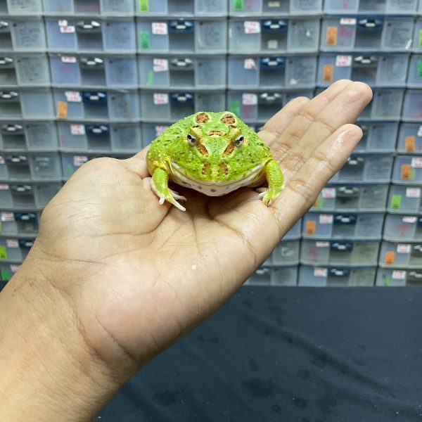 G-37 | PACMAN GREEN 4 SPOT PATTERNLESS - REMAJA BETINA - Image 2