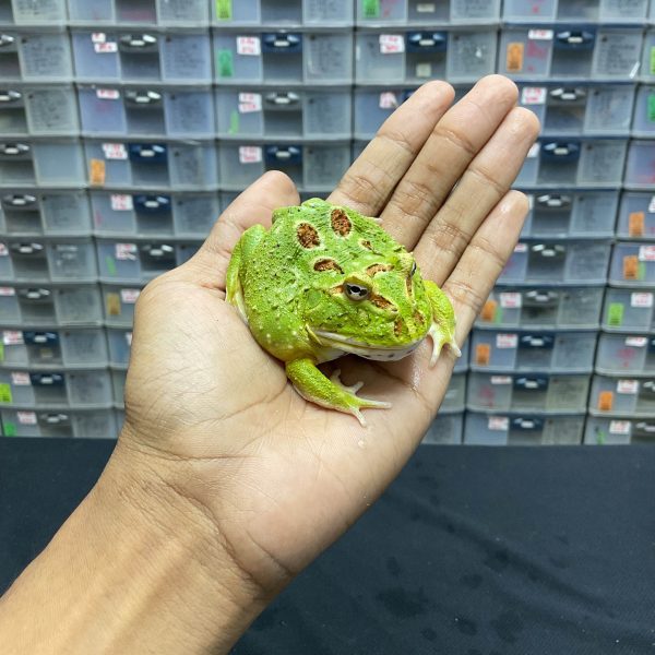 G-37 | PACMAN GREEN 4 SPOT PATTERNLESS - REMAJA BETINA - Image 3