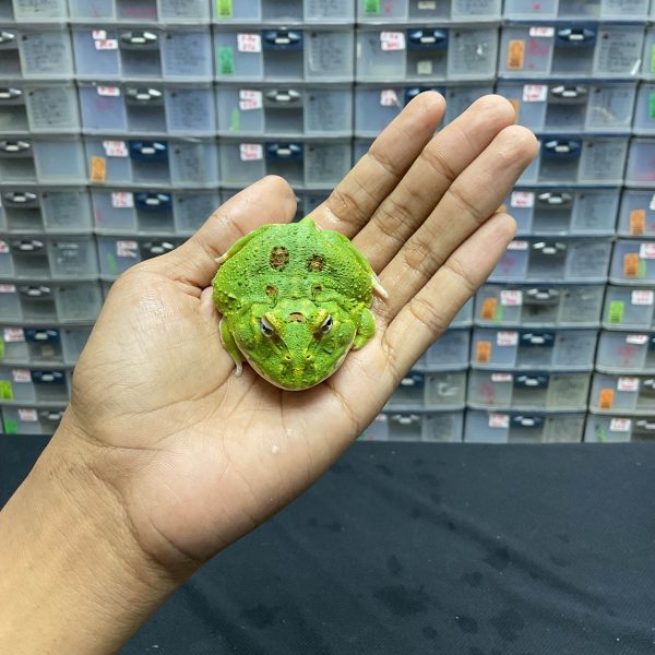 G-38 | PACMAN GREEN 4 SPOT PATTERNLESS - REMAJA BETINA
