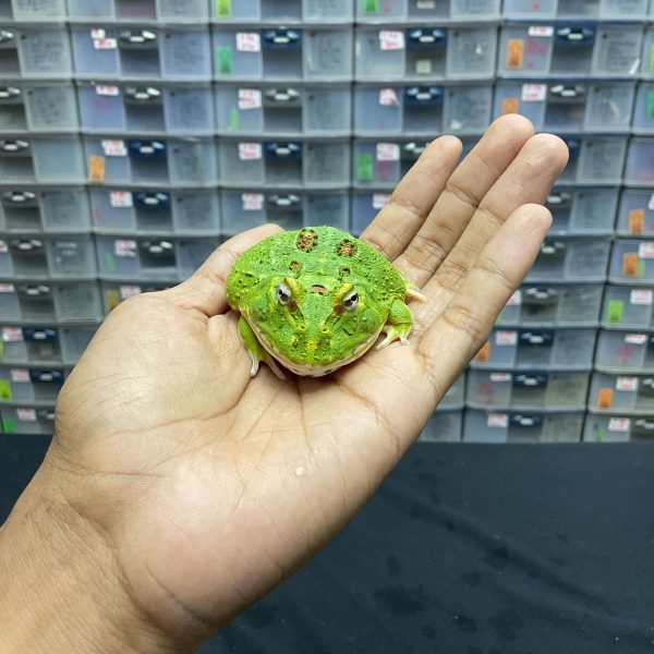 G-38 | PACMAN GREEN 4 SPOT PATTERNLESS - REMAJA BETINA - Image 2