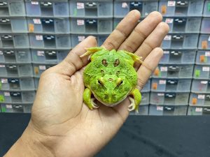 G-39 | PACMAN GREEN 4 SPOT PATTERNLESS - REMAJA BETINA