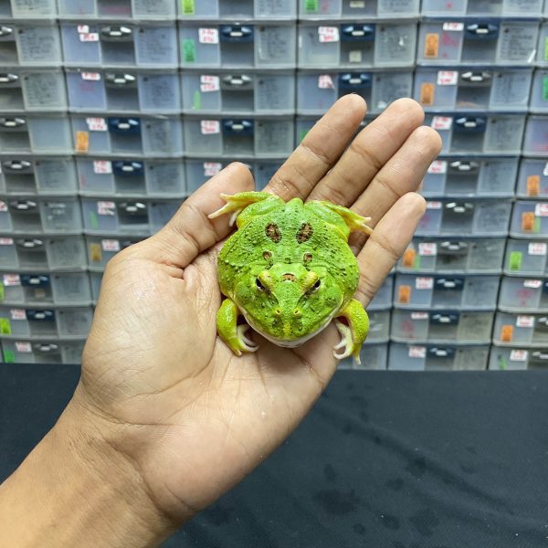 G-39 | PACMAN GREEN 4 SPOT PATTERNLESS - REMAJA BETINA