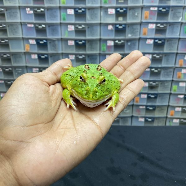 G-39 | PACMAN GREEN 4 SPOT PATTERNLESS - REMAJA BETINA - Image 2