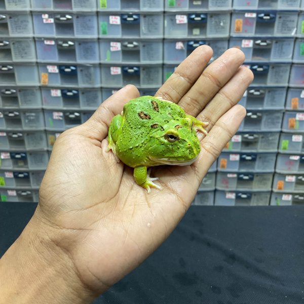 G-39 | PACMAN GREEN 4 SPOT PATTERNLESS - REMAJA BETINA - Image 3