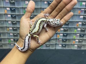 P-66 | MACKSNOW BOLD STRIPE BANDIT - BETINA