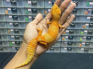 P-67 | TREMPER LAVENDER - BETINA