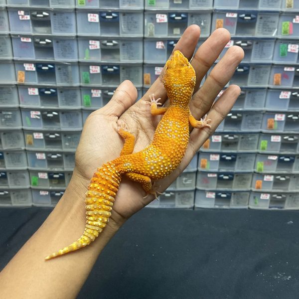 P-67 | TREMPER LAVENDER - BETINA