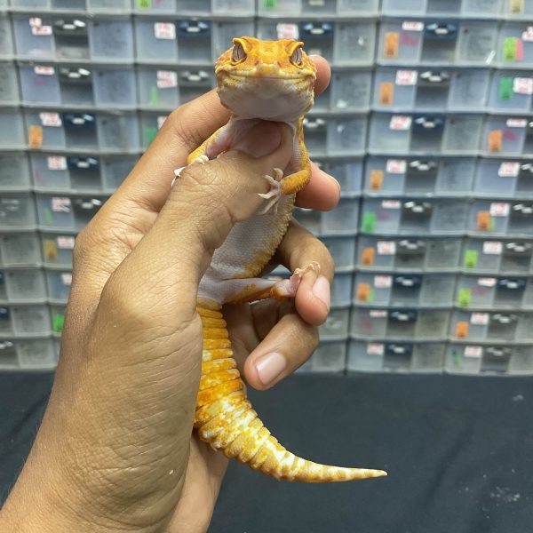 P-67 | TREMPER LAVENDER - BETINA - Image 2