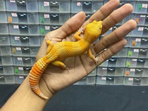 P-68 | SUNGLOW - BETINA