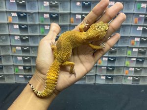 P-70 | SHTCT GOSONG - BETINA OVUL