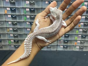 P-71 | SUPER SNOW ECLIPSE/ PIED LINE SUPER PIED - JANTAN