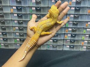 P-51 | GIANT TREMPER PH. ECLIPSE - 80 gr - JANTAN