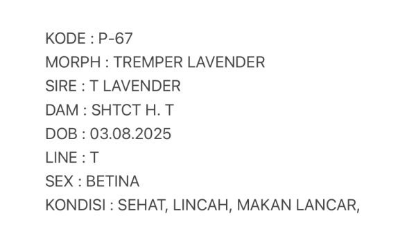 P-67 | TREMPER LAVENDER - BETINA - Image 3