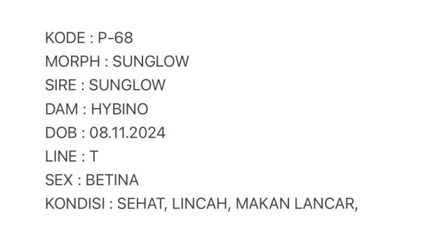 P-68 | SUNGLOW - BETINA - Image 3