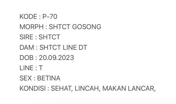 P-70 | SHTCT GOSONG - BETINA OVUL - Image 3