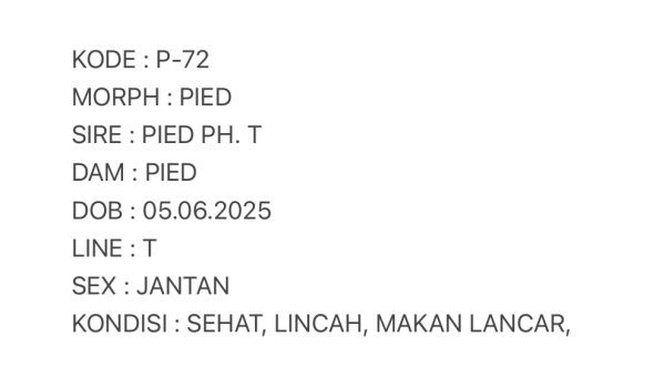 P-72 | PIED - JANTAN - Image 3
