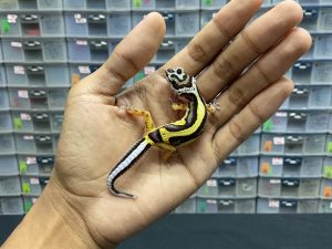 B-91 | BOLD STRIPE ABL TEMBUS PH. T - INC. BETINA