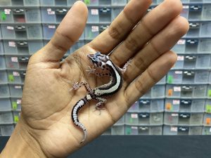 B-93 | MACKSNOW BOLD STRIPE PH. T - INC. BETINA