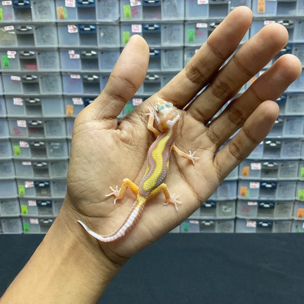 B-94 | TREMPER BOLD STRIPE PH. RAPTOR - INC. BETINA
