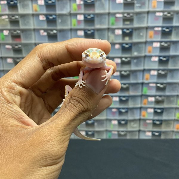 B-94 | TREMPER BOLD STRIPE PH. RAPTOR - INC. BETINA - Image 2