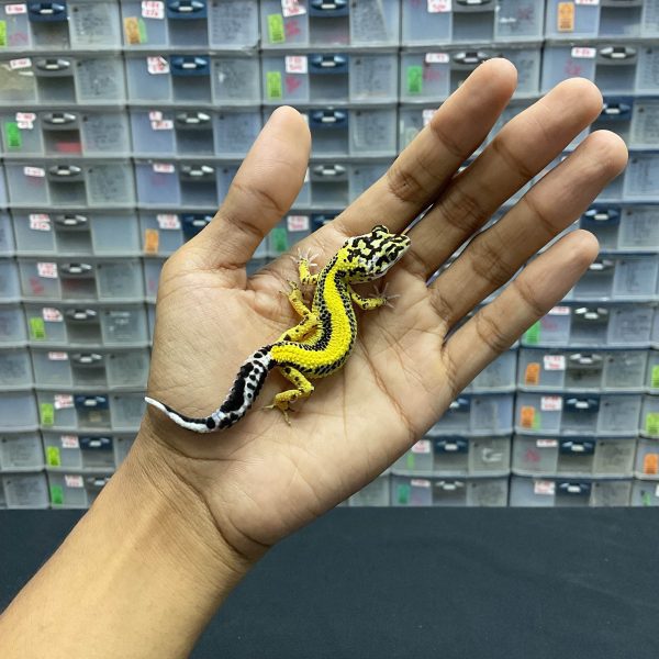 B-95 | LEMON FROST BOLD STRIPE BANDIT - INC. BETINA
