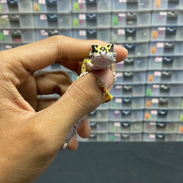 B-95 | LEMON FROST BOLD STRIPE BANDIT - INC. BETINA - Image 2