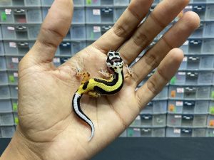 B-96 | BOLD STRIPE PH. TREMPER - INC. BETINA