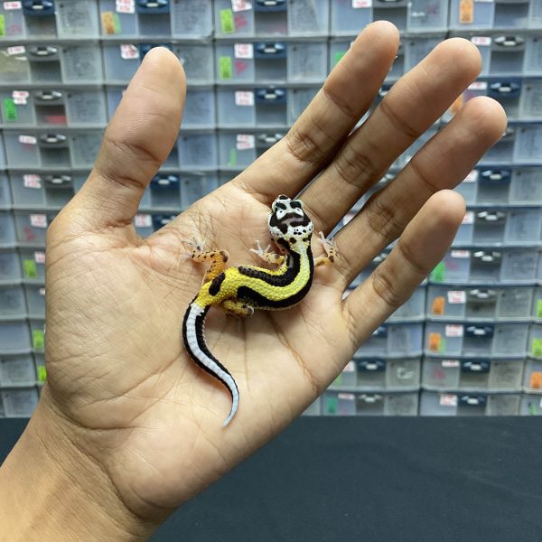B-96 | BOLD STRIPE PH. TREMPER - INC. BETINA
