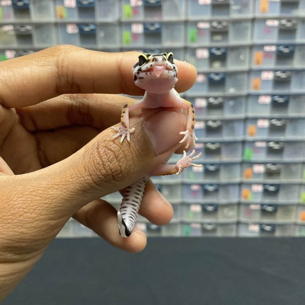 B-96 | BOLD STRIPE PH. TREMPER - INC. BETINA - Image 2
