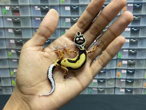 B-100 | BOLD STRIPE TEMBUS - INC. BETINA