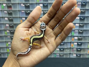 B-103 | BOLD STRIPE POSSIBLE MACKSNOW LINE BANDIT- INC. BETINA