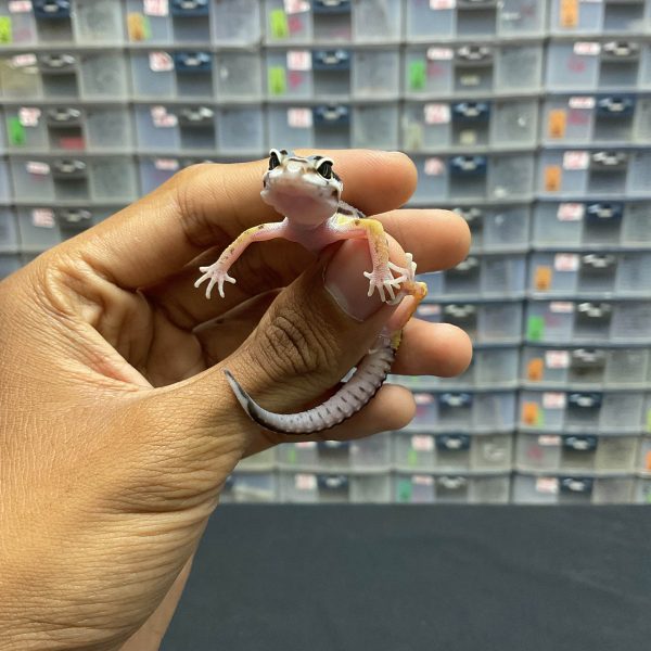 B-103 | BOLD STRIPE POSSIBLE MACKSNOW LINE BANDIT- INC. BETINA - Image 2