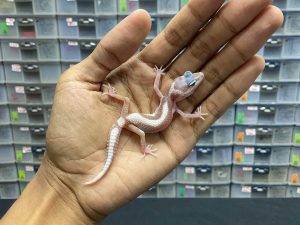B-107 | MACKSNOW TREMPER BOLD STRIPE - INC. BETINA